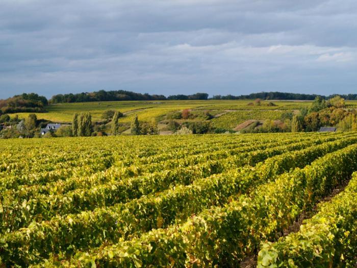 Cottage du vigneron Vernou-sur-Brenne Esterno foto